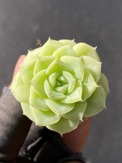 多肉植物 シラツバメ 105株セット 品番AB0046