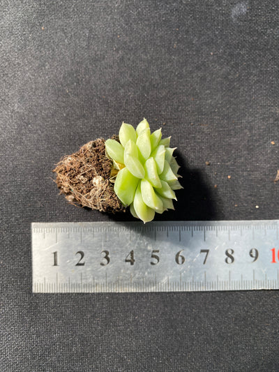 多肉植物 シラツバメ 105株セット 品番AB0046