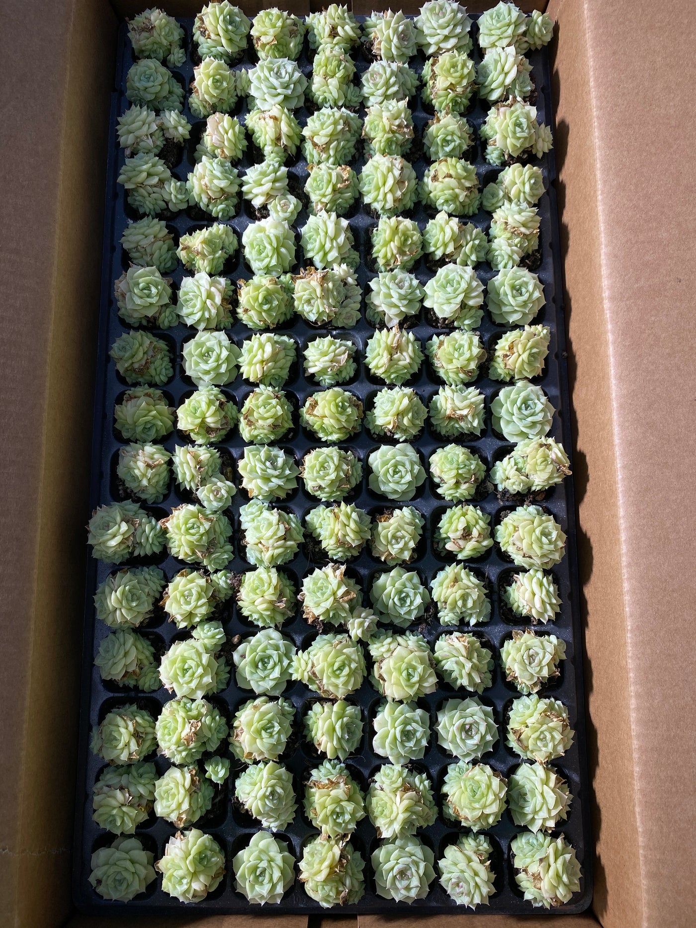 多肉植物 シラツバメ 105株セット 品番AB0046