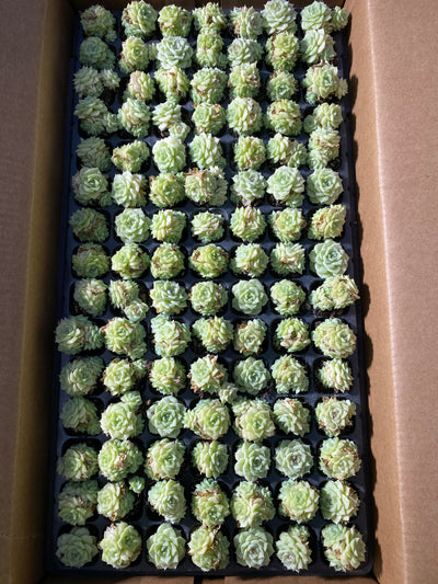 多肉植物 シラツバメ 105株セット 品番AB0046