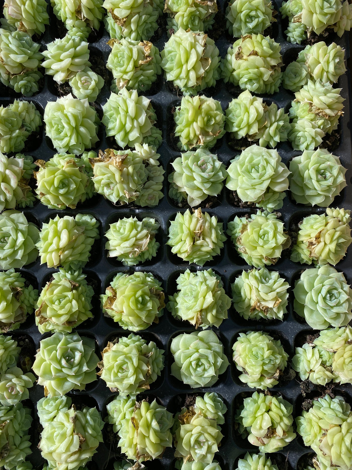 多肉植物 シラツバメ 105株セット 品番AB0046