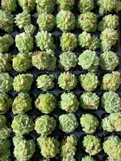 多肉植物 シラツバメ 105株セット 品番AB0046