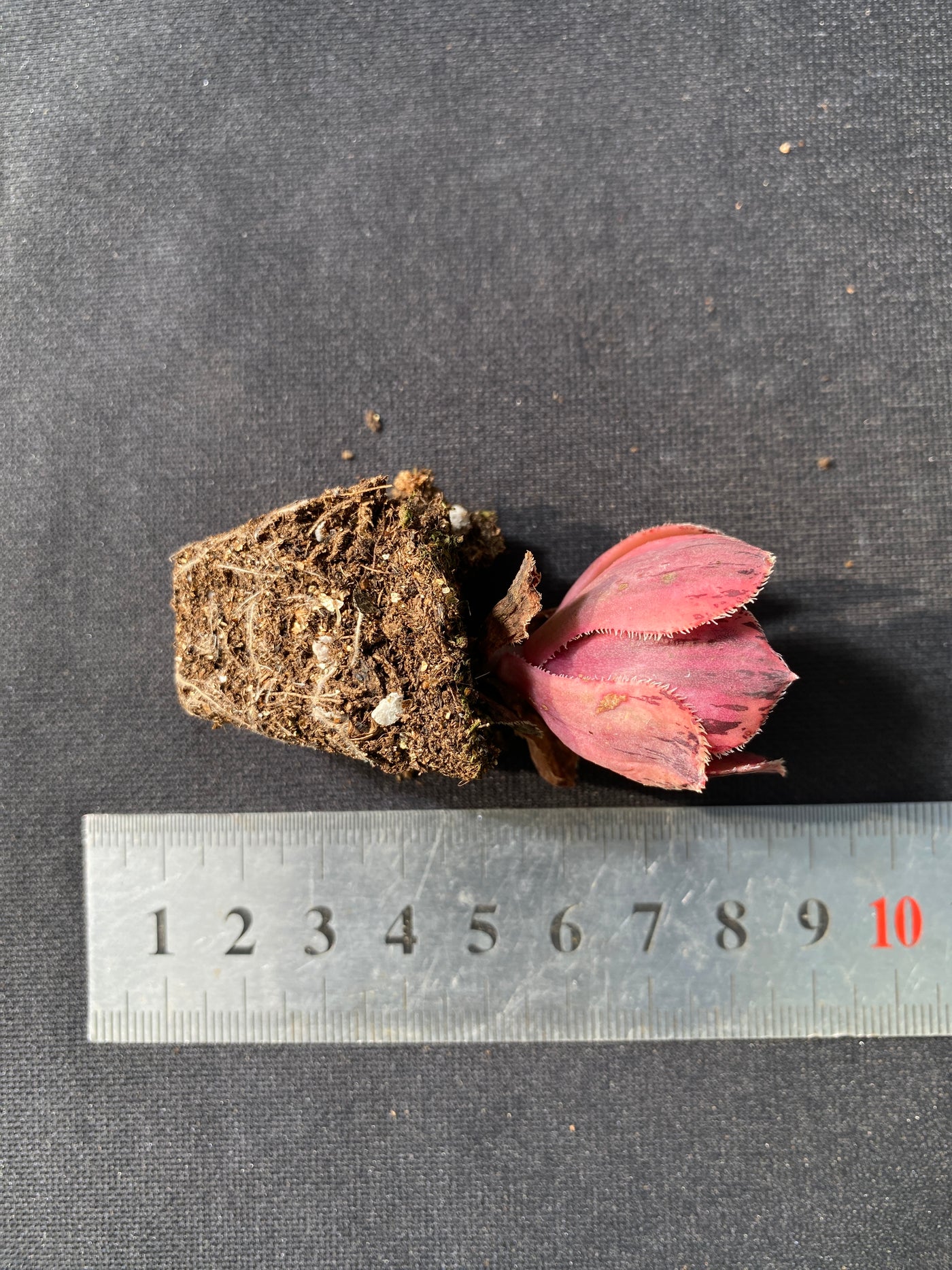 多肉植物 テンチャ 72株セット 品番AB0047