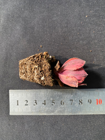 多肉植物 テンチャ 72株セット 品番AB0047