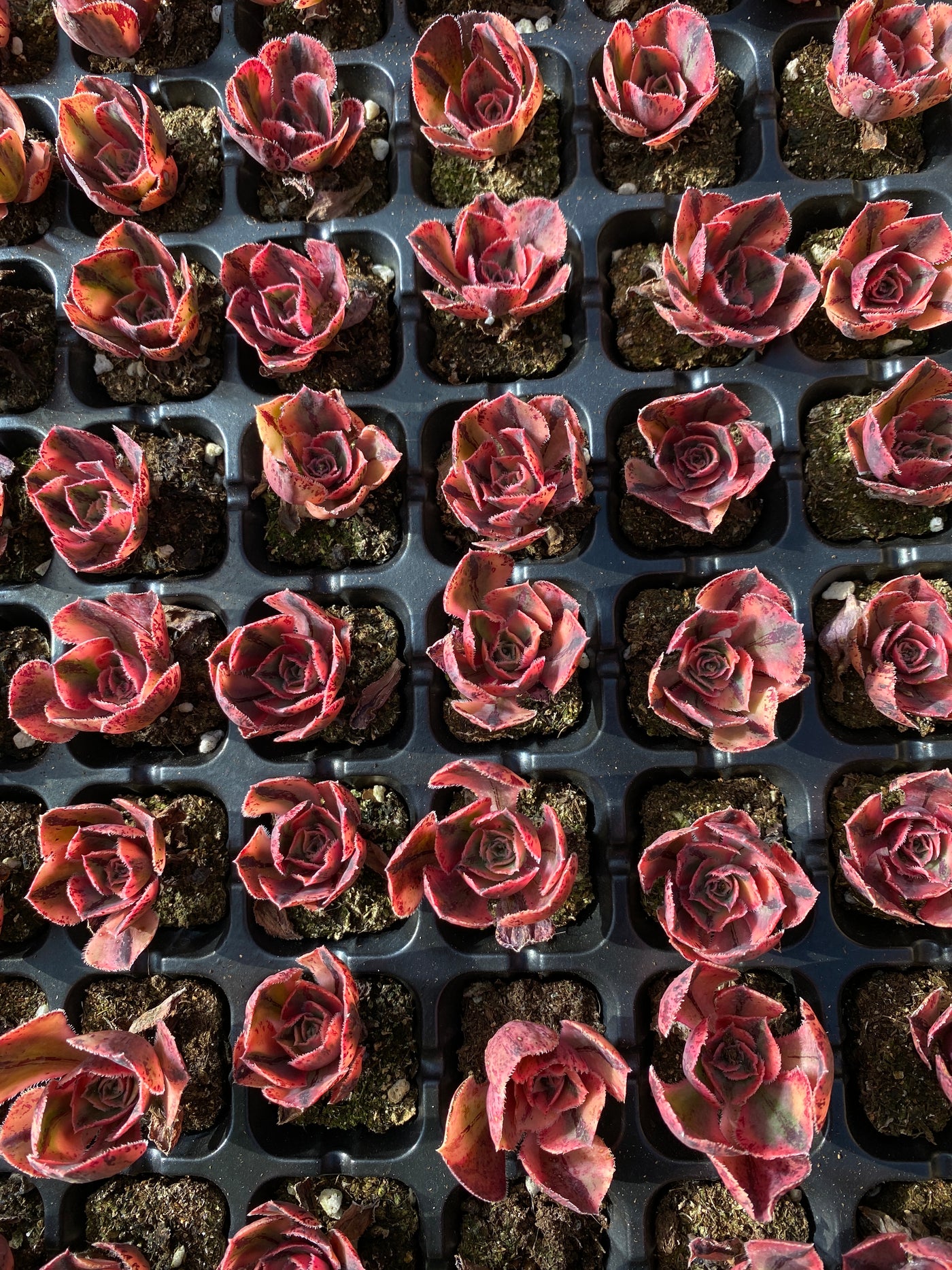 多肉植物 テンチャ 72株セット 品番AB0047