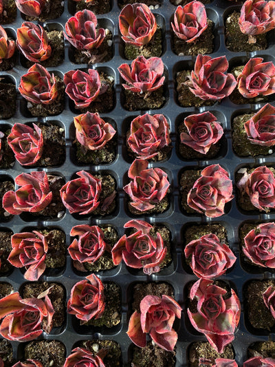 多肉植物 テンチャ 72株セット 品番AB0047