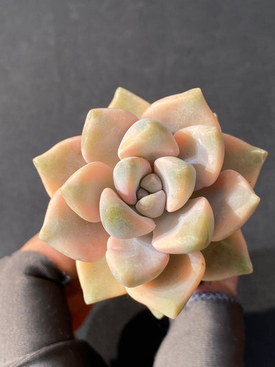 多肉植物 ビキョウキン 72株セット 品番AB0048
