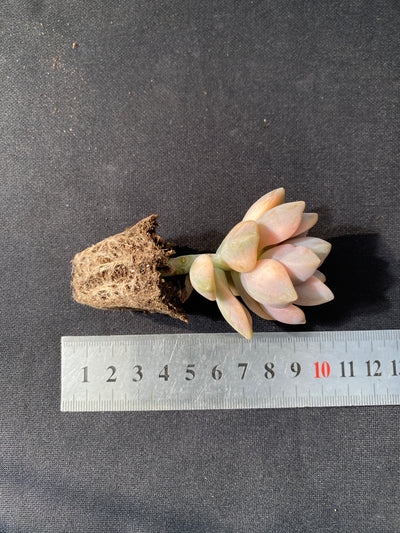 多肉植物 ビキョウキン 72株セット 品番AB0048