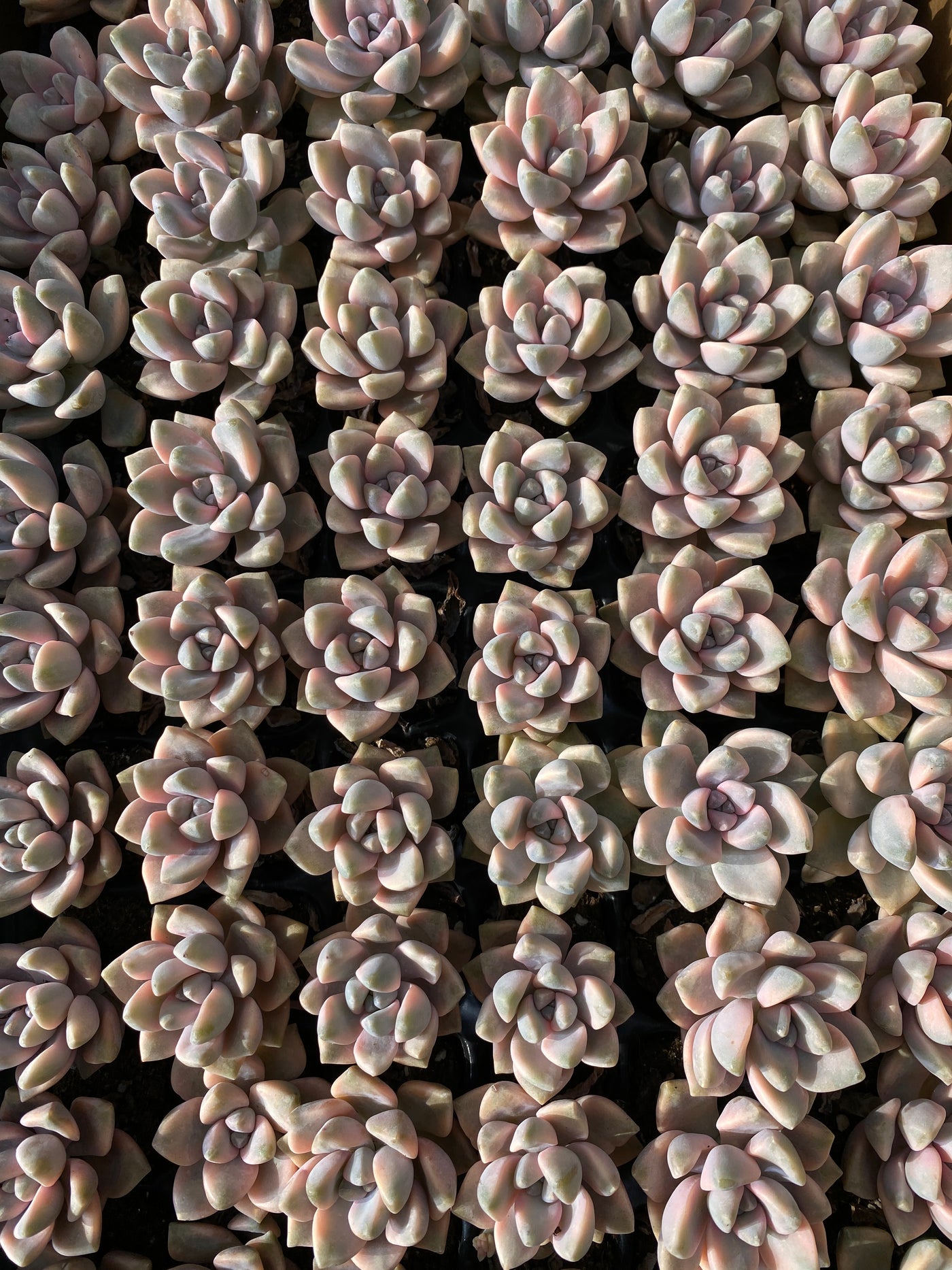 多肉植物 ビキョウキン 72株セット 品番AB0048