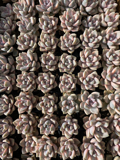多肉植物 ビキョウキン 72株セット 品番AB0048