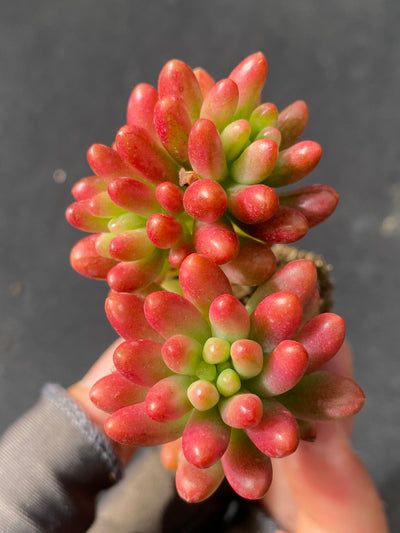 多肉植物 ニジノタマ 72株セット 品番AB0049