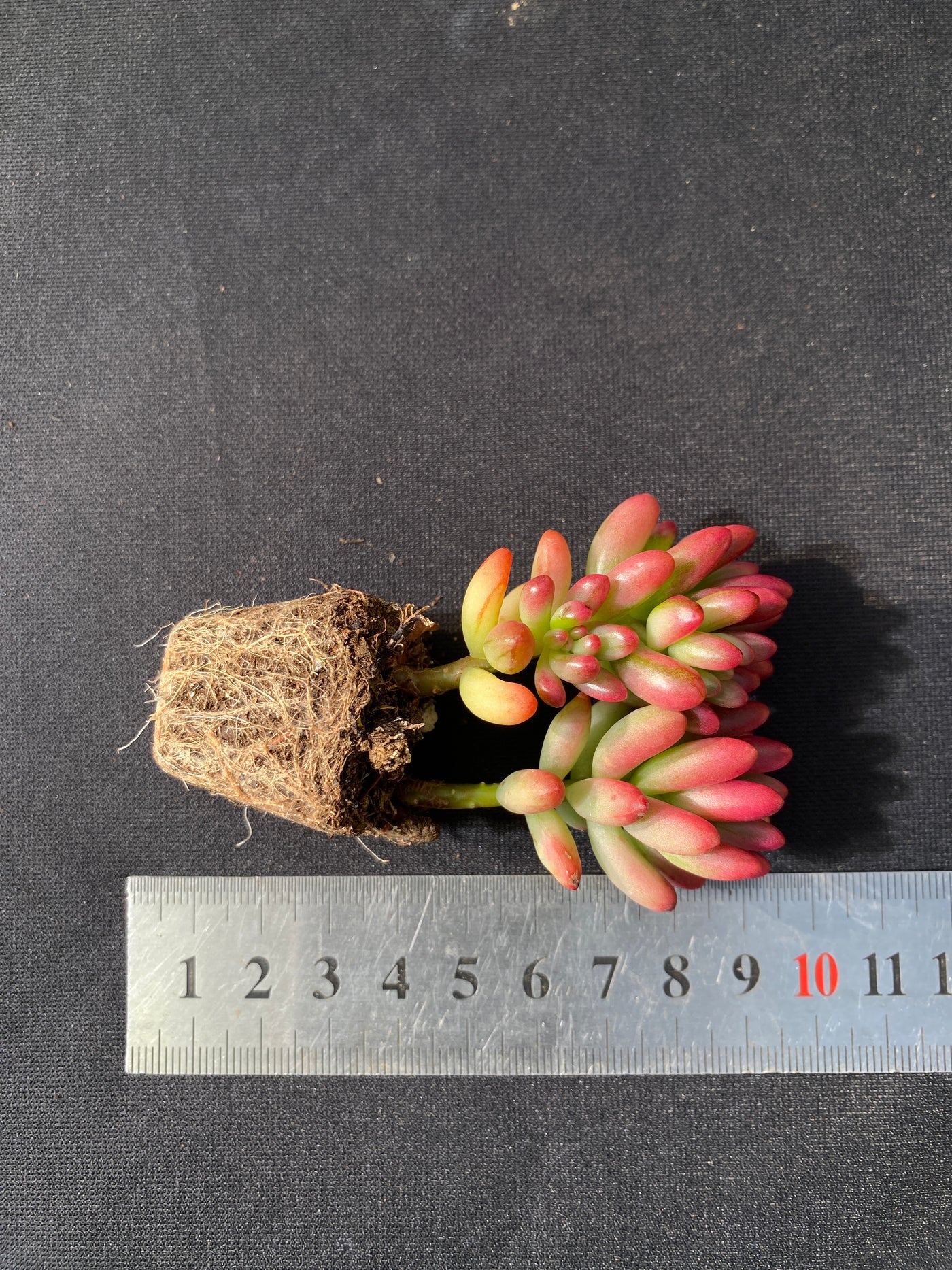 多肉植物 ニジノタマ 72株セット 品番AB0049