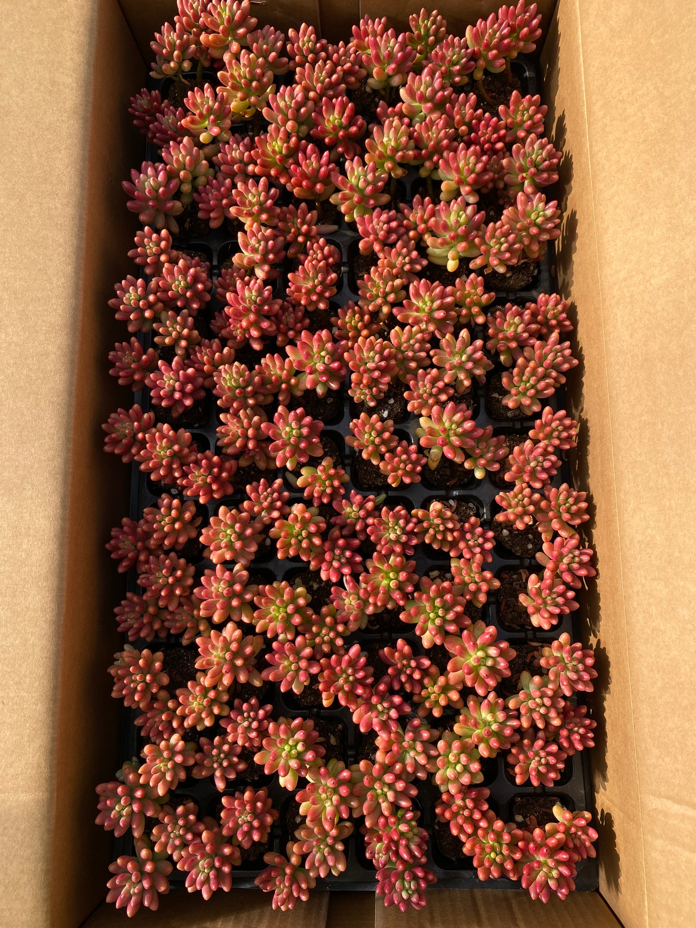 多肉植物 ニジノタマ 72株セット 品番AB0049