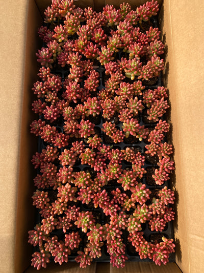多肉植物 ニジノタマ 72株セット 品番AB0049