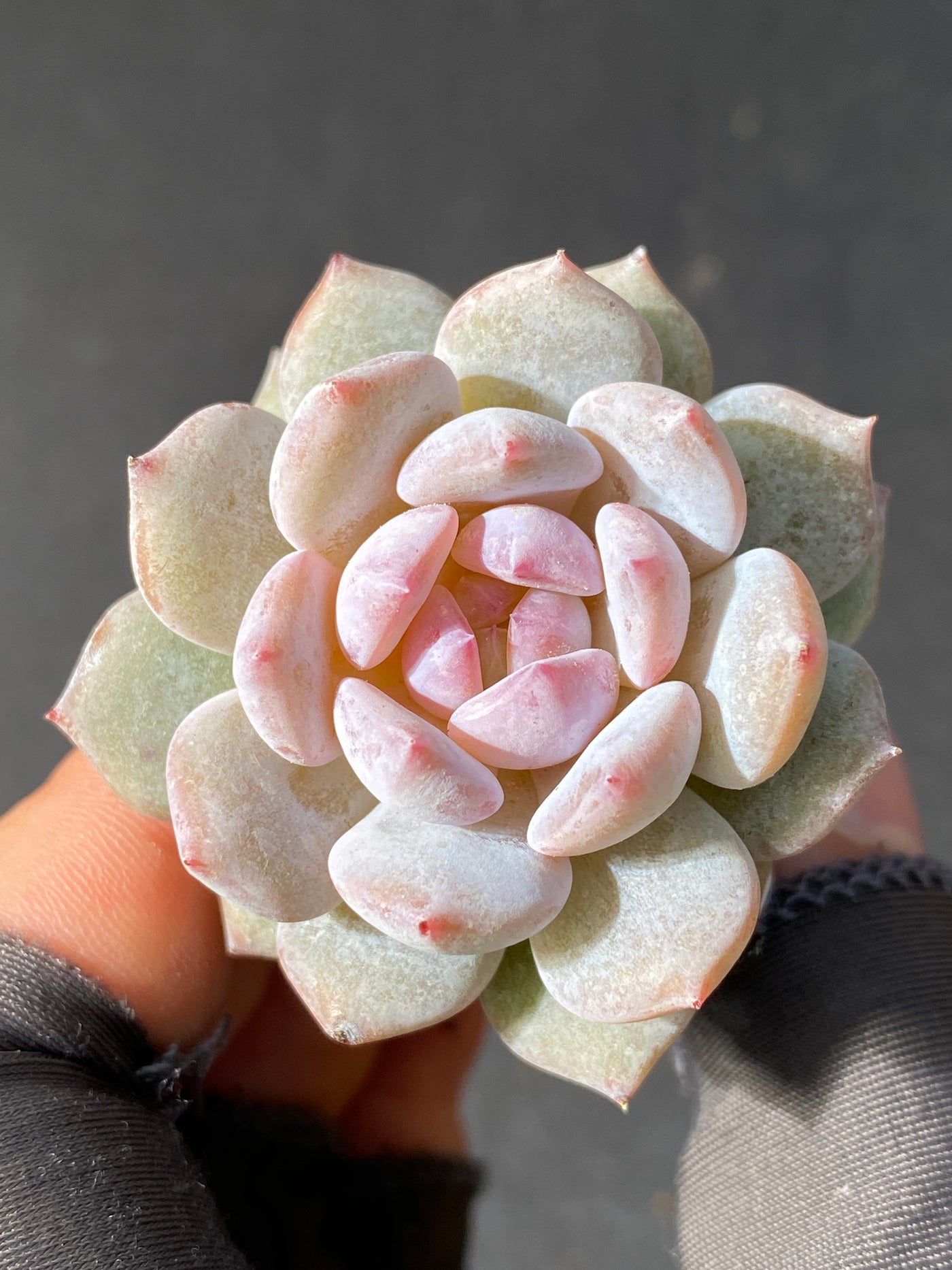 多肉植物 スターオレンジ 105株セット 品番AB0051
