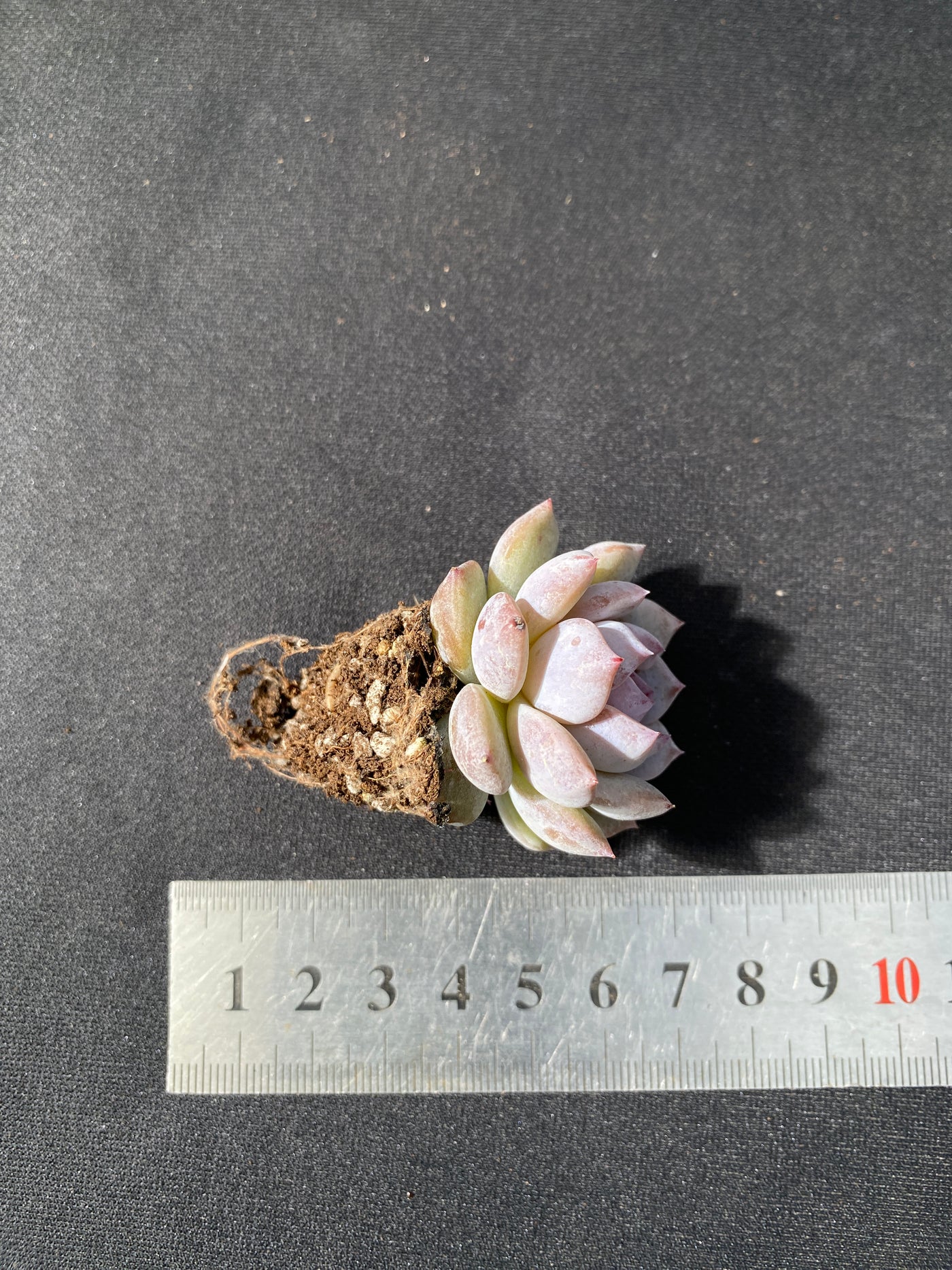 多肉植物 スターオレンジ 105株セット 品番AB0051