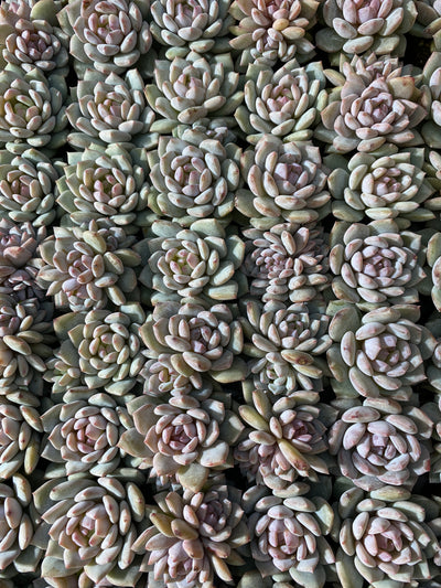 多肉植物 スターオレンジ 105株セット 品番AB0051