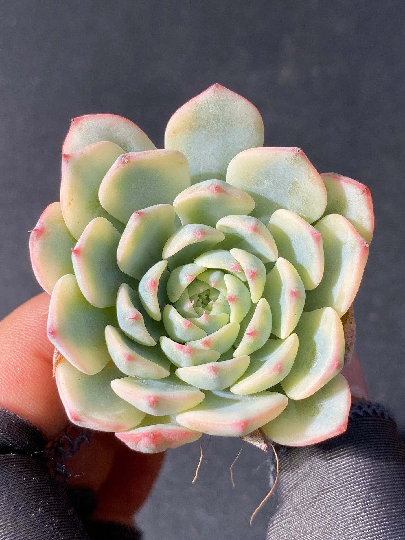 多肉植物 ヒメレンキン 105株セット 品番AB0052