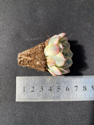 多肉植物 ヒメレンキン 105株セット 品番AB0052