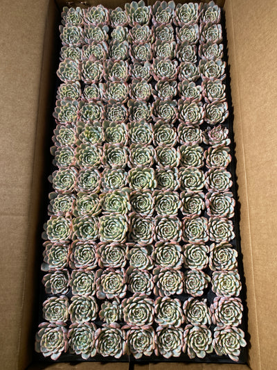 多肉植物 ヒメレンキン 105株セット 品番AB0052