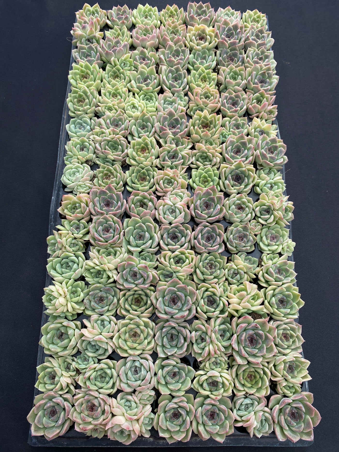 多肉植物 シショウザツ 105株セット 品番AB0220