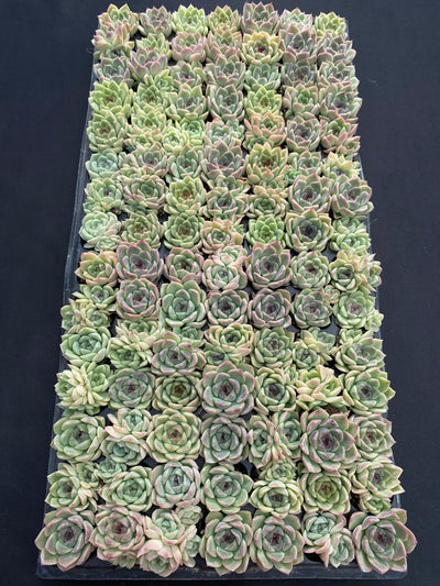 多肉植物 シショウザツ 105株セット 品番AB0220