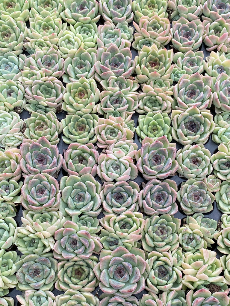 多肉植物 紫と緑のグラデーション 5株*5 セダム属 多肉植物 紫と緑のグラデーション 葉 - メルカリ