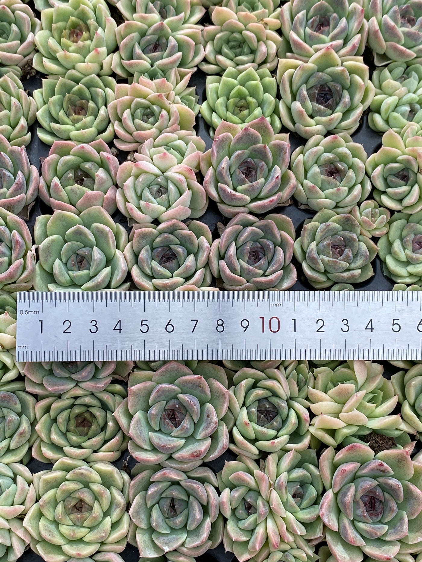 多肉植物 シショウザツ 105株セット 品番AB0220