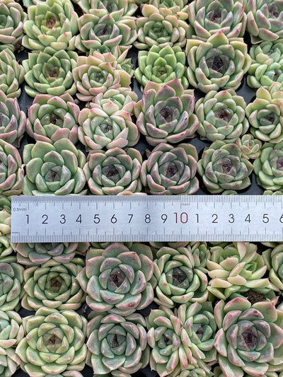 多肉植物 シショウザツ 105株セット 品番AB0220