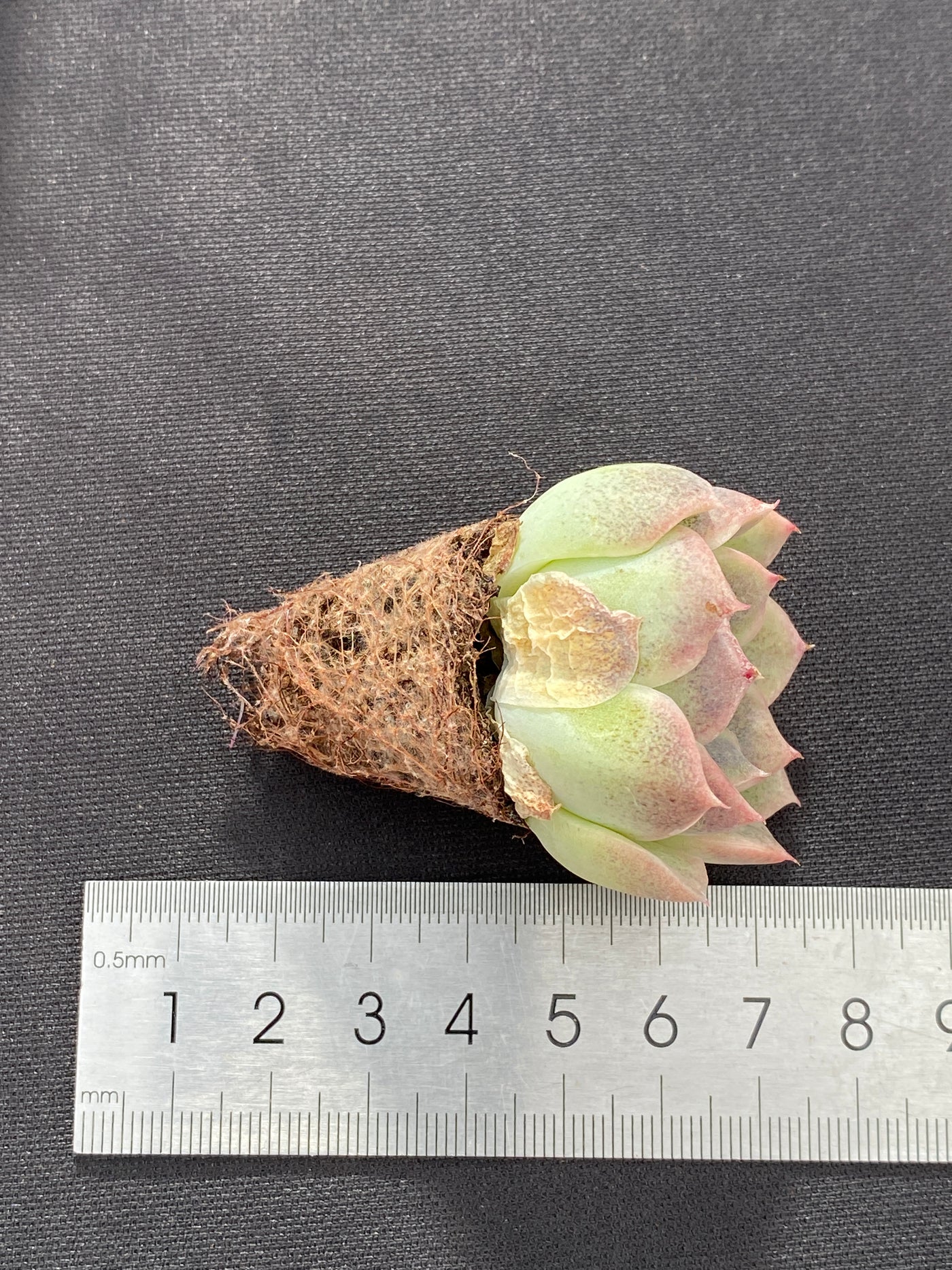 多肉植物 シショウザツ 105株セット 品番AB0220