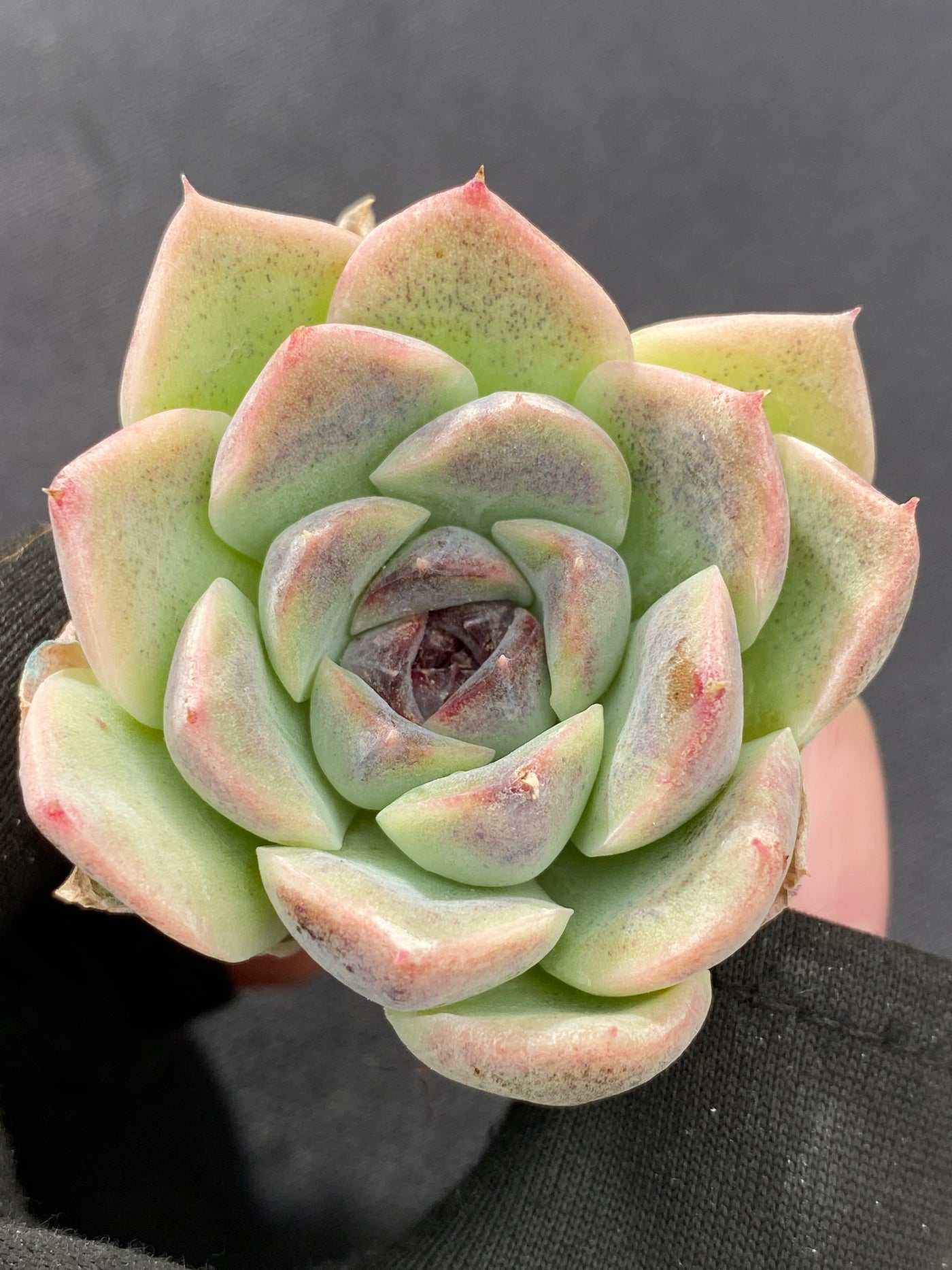 多肉植物 シショウザツ 105株セット 品番AB0220