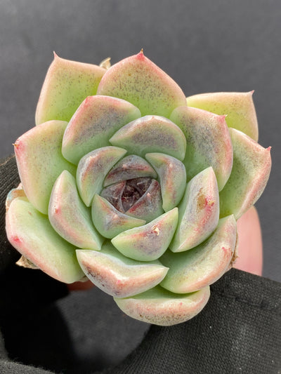多肉植物 シショウザツ 105株セット 品番AB0220