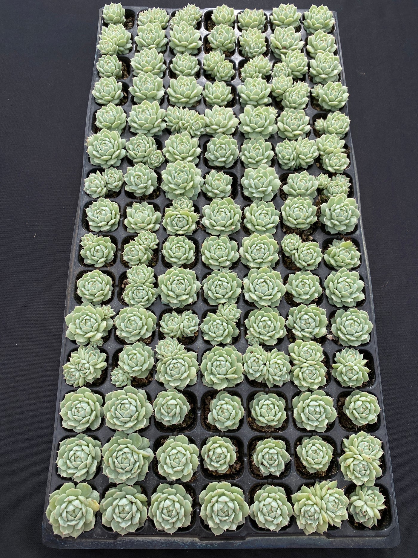 多肉植物 セイヤ 105株セット 品番AB0146