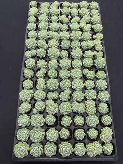 多肉植物 セイヤ 105株セット 品番AB0146