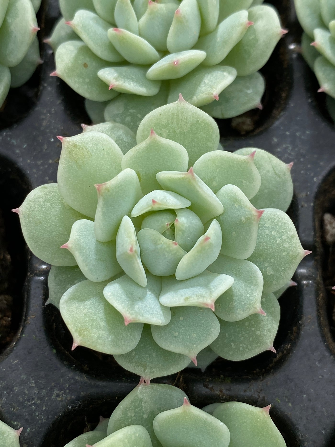 多肉植物 セイヤ 105株セット 品番AB0146
