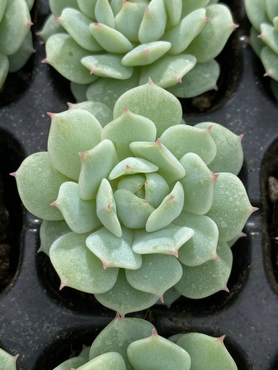 多肉植物 セイヤ 105株セット 品番AB0146