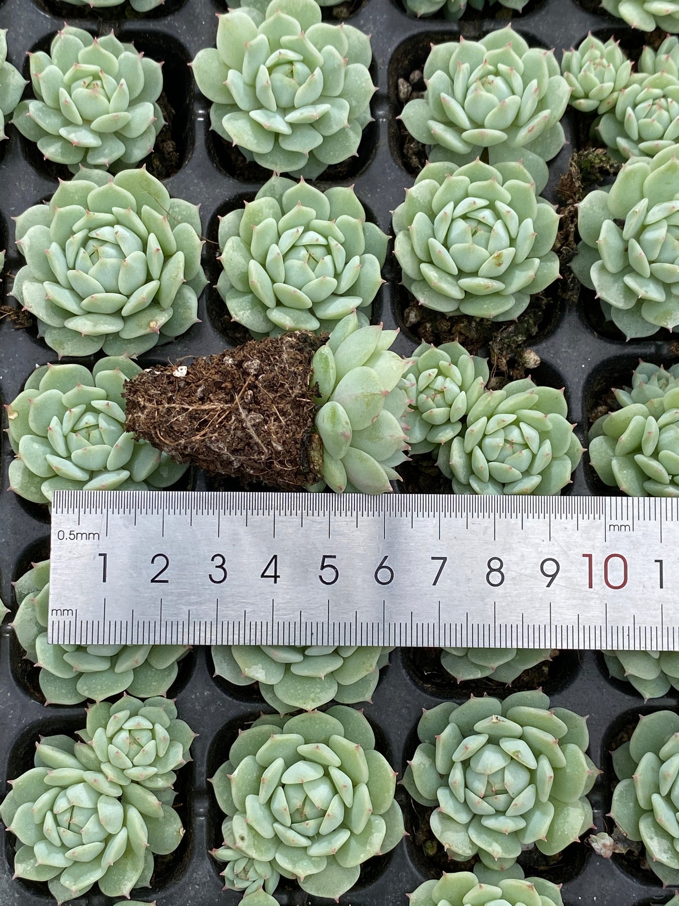 多肉植物 セイヤ 105株セット 品番AB0146