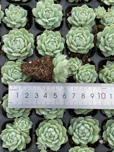 多肉植物 セイヤ 105株セット 品番AB0146