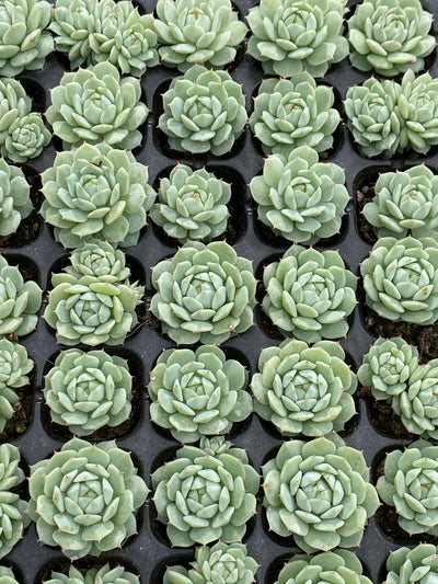 多肉植物 セイヤ 105株セット 品番AB0146
