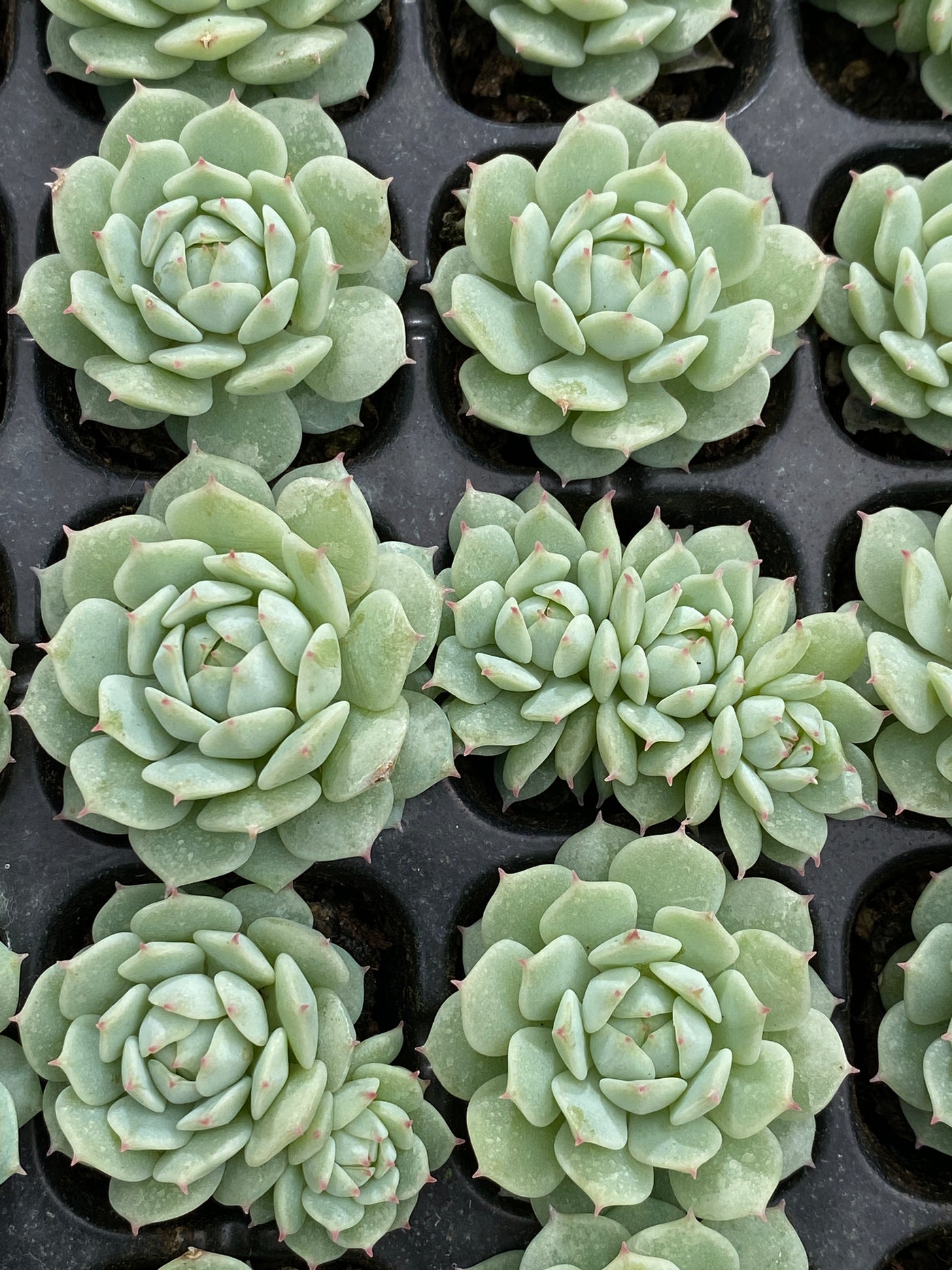 多肉植物 セイヤ 105株セット 品番AB0146
