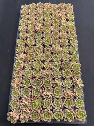 多肉植物 セイテン 105株セット 品番AB0181