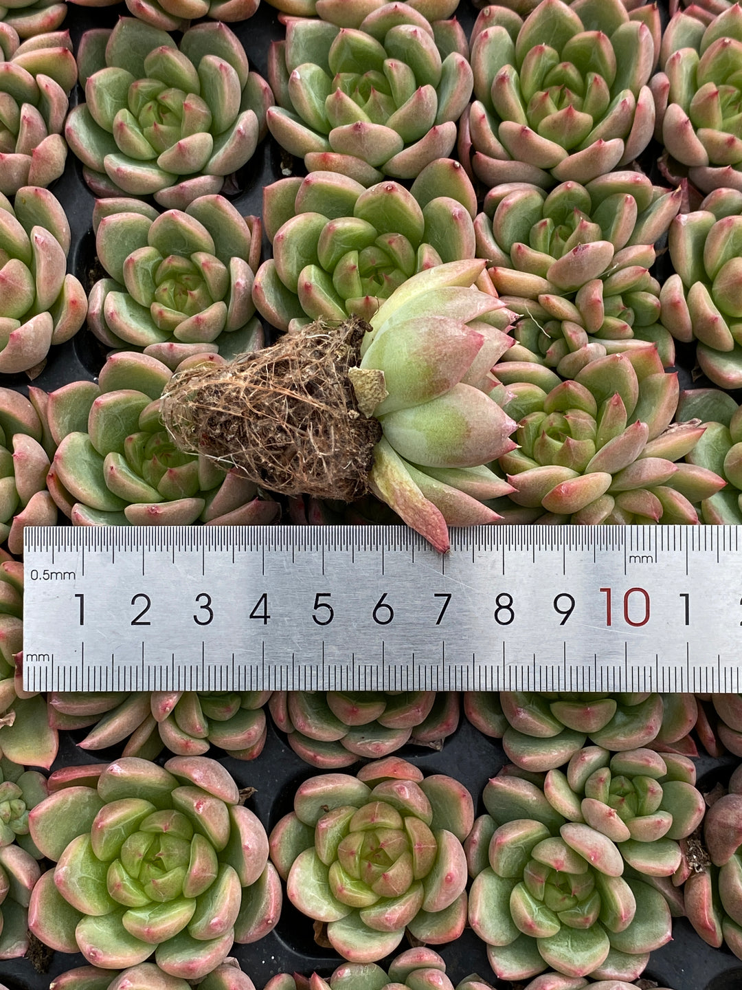 多肉植物 セイテン 105株セット 品番AB0181 – 花のパッセージ