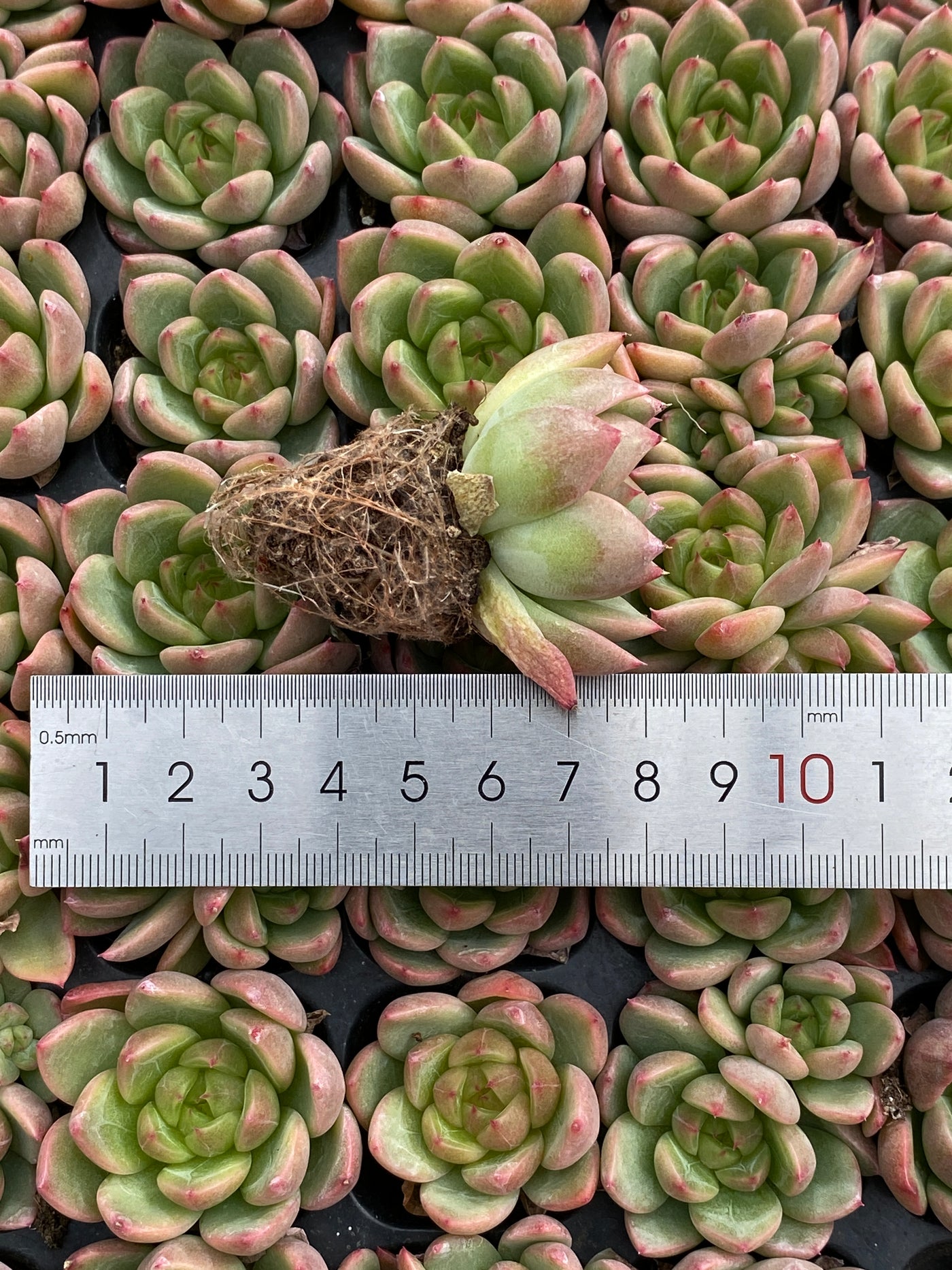 多肉植物 セイテン 105株セット 品番AB0181