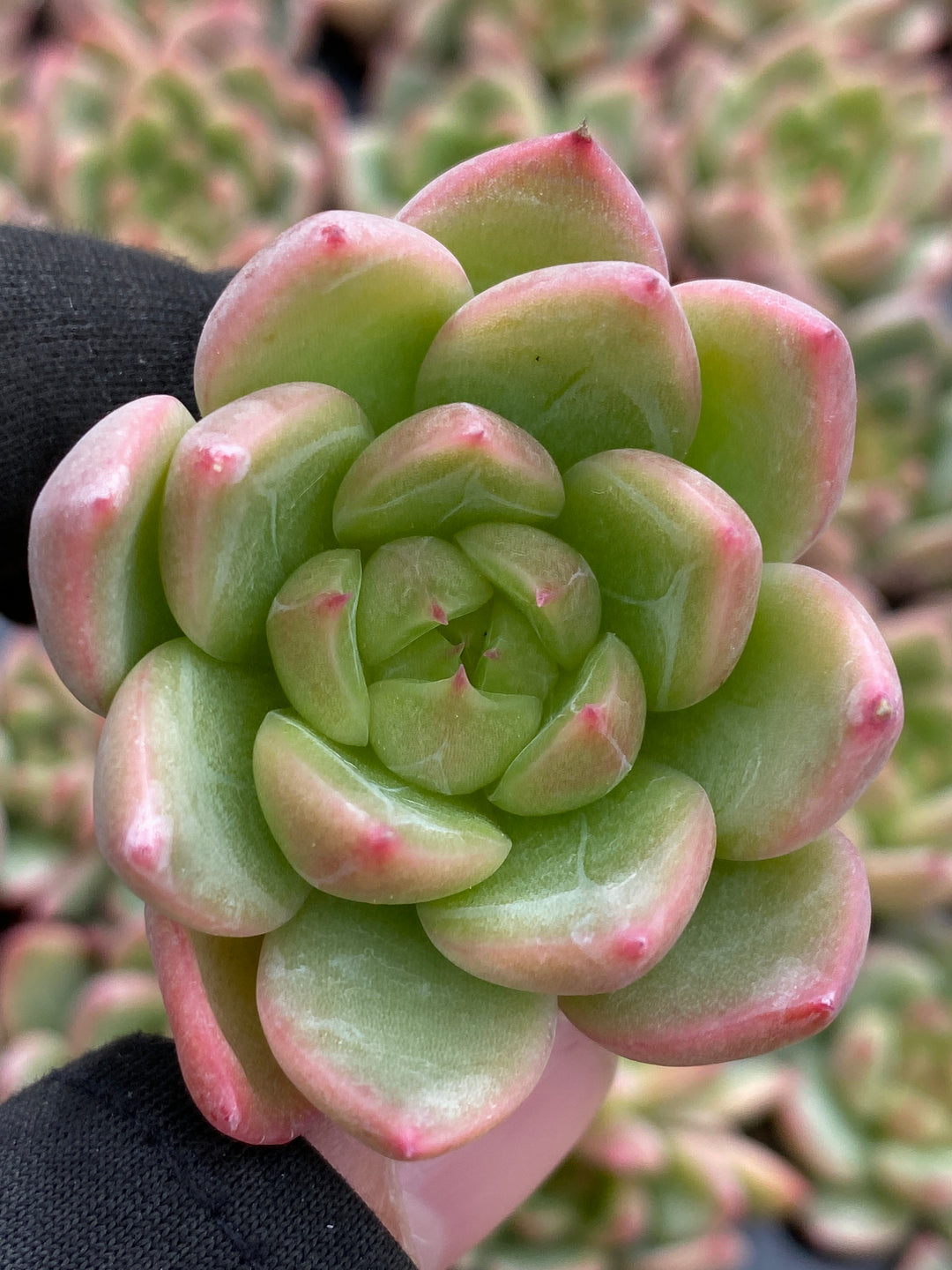 多肉植物 セイテン 105株セット 品番AB0181 – 花のパッセージ