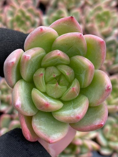 多肉植物 セイテン 105株セット 品番AB0181