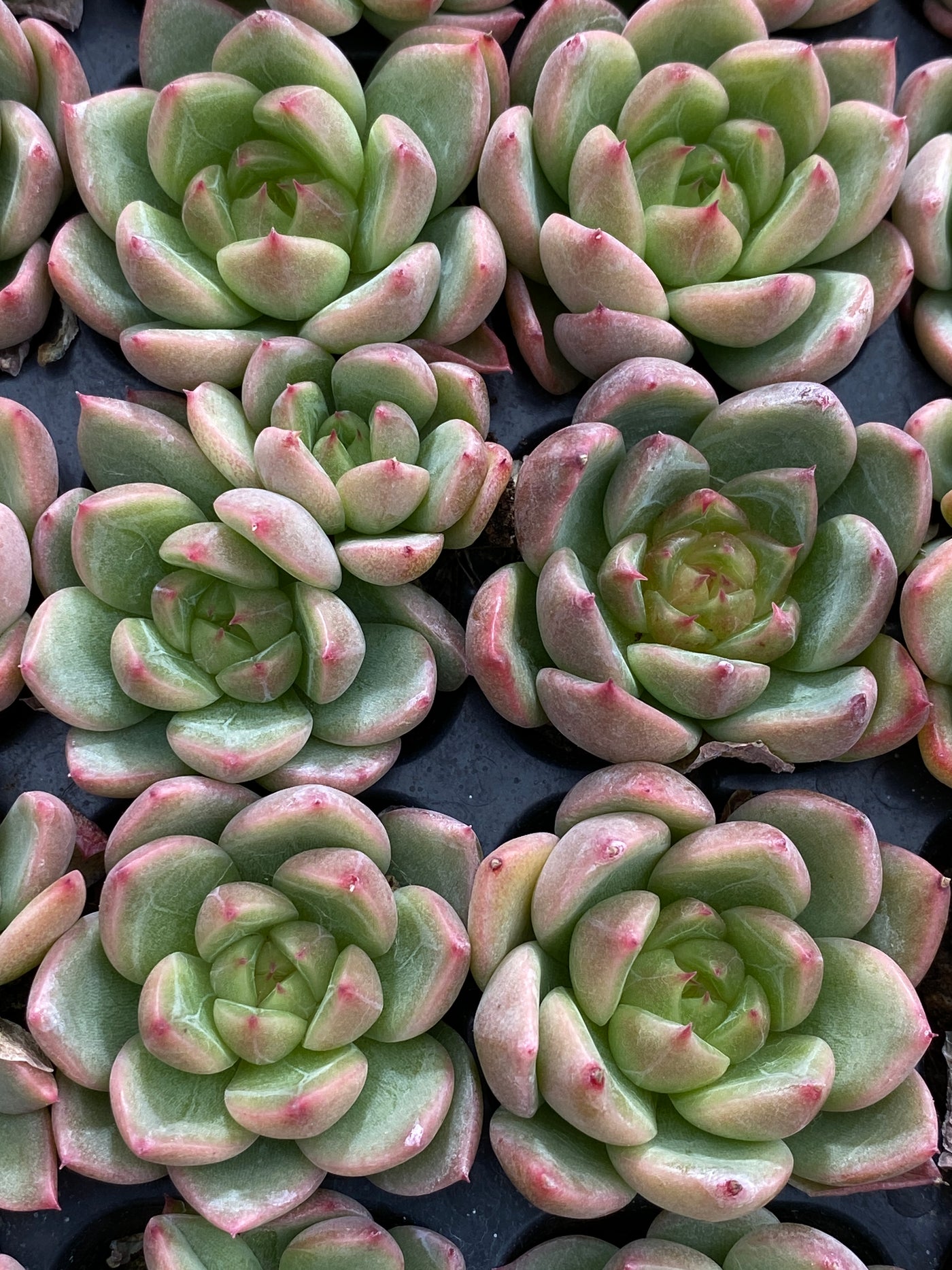 多肉植物 セイテン 105株セット 品番AB0181