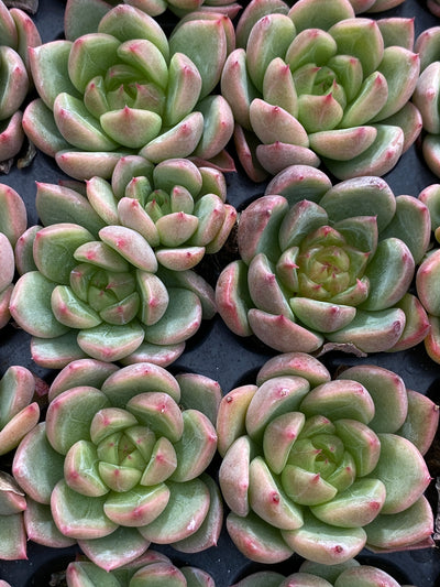 多肉植物 セイテン 105株セット 品番AB0181