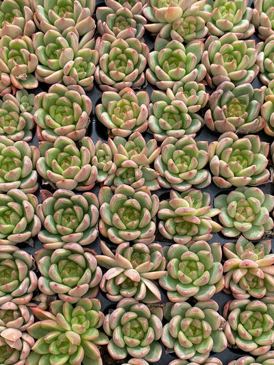 多肉植物 セイテン 105株セット 品番AB0181