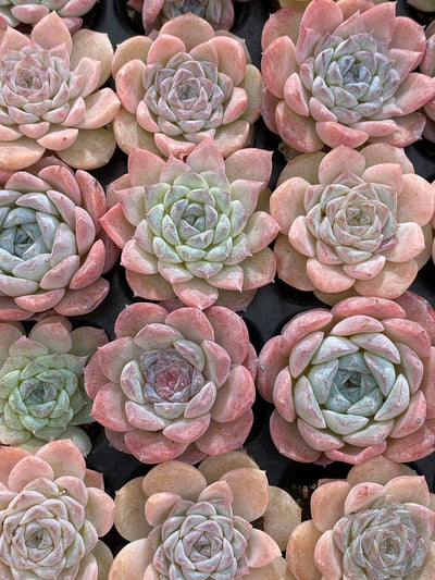 多肉植物 セツガン 105株セット 品番AB0162