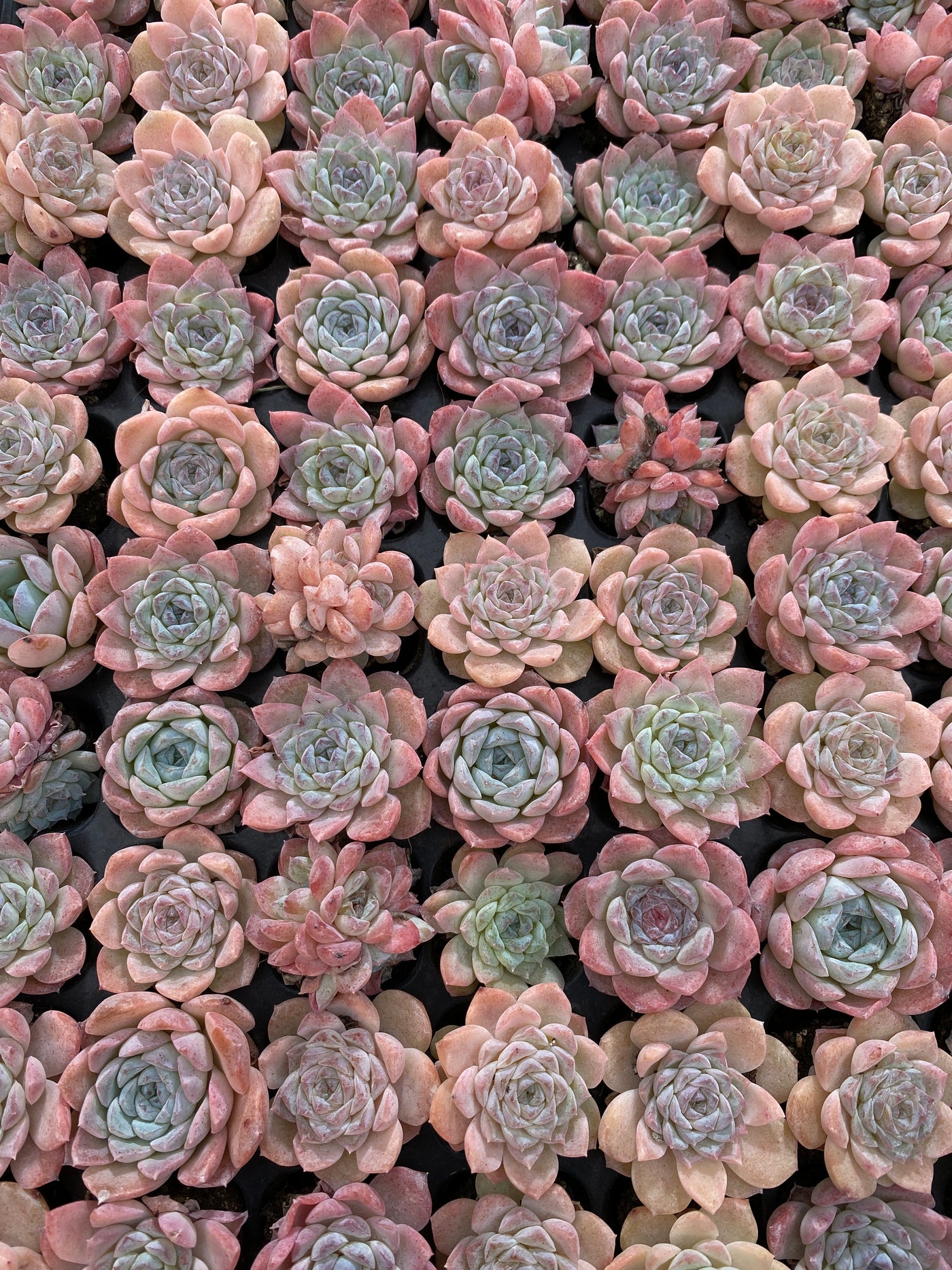 多肉植物 セツガン 105株セット 品番AB0162